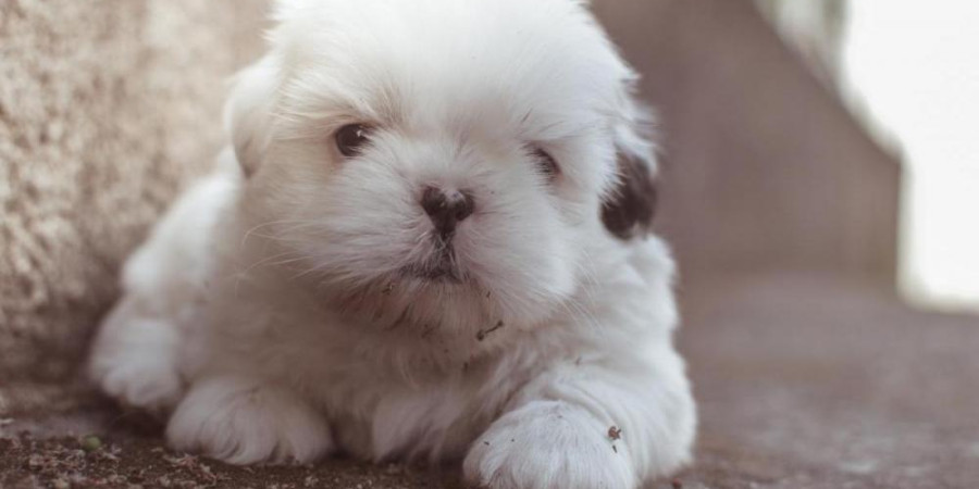  Ver artigo Filhote chorando durante a noite: o que fazer?