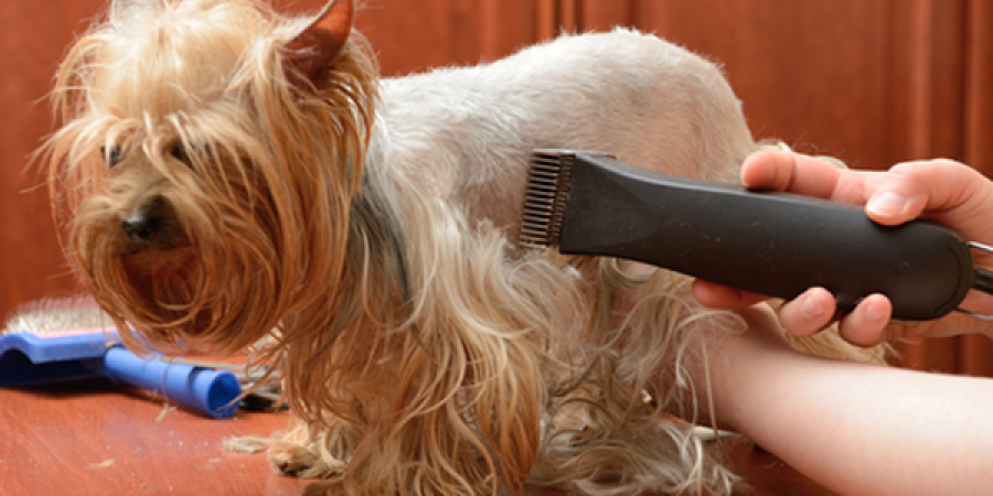  Ver artigo A primavera está chegando, quando cortar o pelo do seu cão?