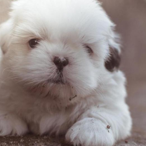  Ver artigo Filhote chorando durante a noite: o que fazer?