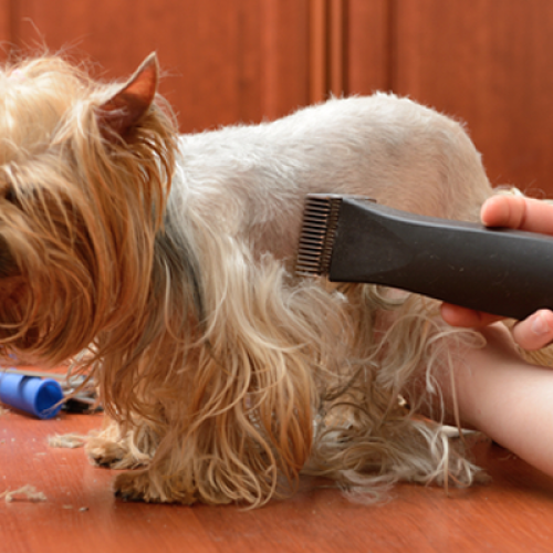  Ver artigo A primavera está chegando, quando cortar o pelo do seu cão?