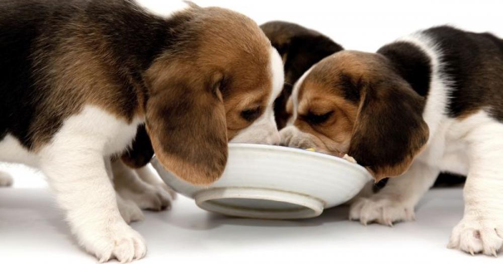 Quais são as necessidades básicas dos cães? Quais são as necessidades básicas dos cães?